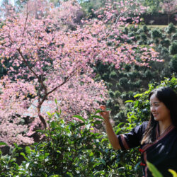 ดอยจิ่งม่าย ตาม แป้น - ดร.จารุวรรณ อุดมทรัพย์ (JARUWAN UDOMSAB) นักวิจัยและผู้ผลิตคอนเทนต์เกี่ยวกับวัฒนธรรมและความสัมพันธ์ไทยจีน นั่งรถไฟจีน-ลาวไปจิบชาพันปี ชมดอกซากุระบานท่ามกลางไร่ชาโบราณ สัมผัสทะเลหมอก ศึกษาวิถีชีวิตชนกลุ่มน้อย และร่วมฉลองส่งท้ายปีเก่าต้อนรับปีใหม่บนดอยจิ่งม่าย แหล่งมรดกโลกทางวัฒนธรรม แห่งผูเอ่อร์ มณฑลยูนนาน สาธารณรัฐประชาชนจีน