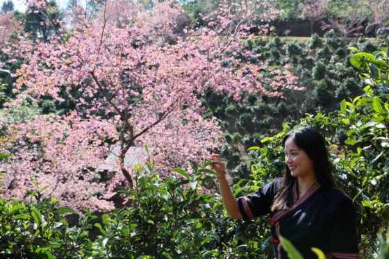 ดอยจิ่งม่าย ตาม แป้น - ดร.จารุวรรณ อุดมทรัพย์ (JARUWAN UDOMSAB) นักวิจัยและผู้ผลิตคอนเทนต์เกี่ยวกับวัฒนธรรมและความสัมพันธ์ไทยจีน นั่งรถไฟจีน-ลาวไปจิบชาพันปี ชมดอกซากุระบานท่ามกลางไร่ชาโบราณ สัมผัสทะเลหมอก ศึกษาวิถีชีวิตชนกลุ่มน้อย และร่วมฉลองส่งท้ายปีเก่าต้อนรับปีใหม่บนดอยจิ่งม่าย แหล่งมรดกโลกทางวัฒนธรรม แห่งผูเอ่อร์ มณฑลยูนนาน สาธารณรัฐประชาชนจีน